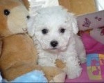 maltezer