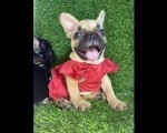 Francuski Buldog prelepi štenci