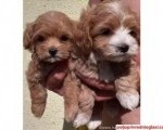 Mini Maltipoo štenci