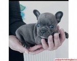Francuski buldog plavi i klasik stenci