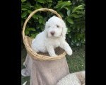 Stenci rase Lagotto Romagnolo 