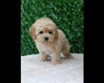 Maltipoo štenci – savršeni kućni ljubimci!