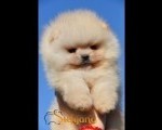 Pomeranac Boo štenci