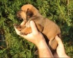 Južnoafrički mastif - Boerboel štenci