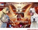 Dogo Argentino štenci