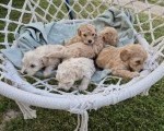 Maltipoo štenci