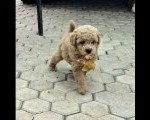 Toy mini aprikot PUDLA 