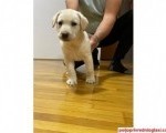 Labrador štenci