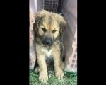 Predivni napusteni kucici na poklon