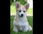 Velški korgi/Welsh Corgi Pembroke