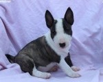 Mini Bull Terijer prelepi štenci