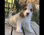 Dostupni oštrodlaki štenci dzek rasel terijera 