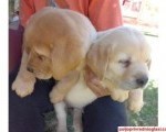Labrador štenci