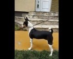 Prelepi BASENJI štenci 