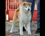 Akita Inu