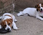 Jack Russell Terrier-Džek Rasel terijer