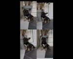 Francuski Buldog black & tan musko stene