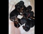 Doberman prelepi stenci