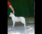Na prodaju prelepe ženkice Sibirskog Haskija 