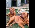 Bordoške DOGE ženke  