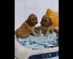 Cockapoo štenci