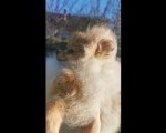 Na prodaju vise pomeranaca medvedić tip