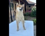 Na prodaju žensko štene Shiba inu