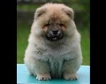 Chow Chow Cau Cau Čau Čau