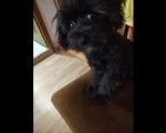 MALTIPOO štene