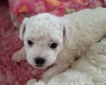 toy pudle