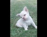 Francuski buldog stenci fluffy