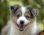 Border koli - Border collie, štenad 
