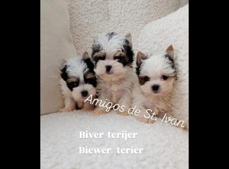 biver1.jpg