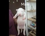 Sinai State kennel new litter