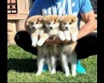 Stenci akita inu-Japanski