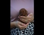Toy i mini pudle