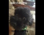 Maltipoo štene