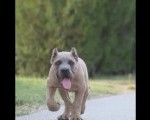 Cane Corso vrhunski štenci