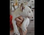 BULL TERRIJERI a Tel/Viber +381648118453  Goran, Vrbas