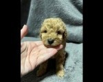 Mini Pudle prelepi štenci
