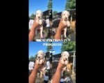 Dogo Argentino štenci 