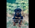 Vrhunsko leglo ROTVAJLERA