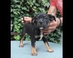 American bully