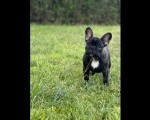 Francuski Buldog VRHUNSKO štene