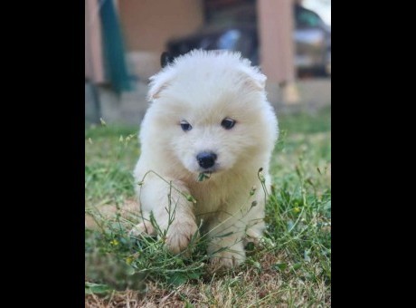 samojed1.jpg