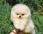 Pomeranac Boo štenci