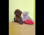 TOY – Tea Cup Crvene Pudle - štenci na prodaju
