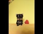 Mini Jorkširski Terijeri, jorki ženka na prodaju