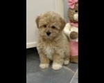 Maltipoo vrhunske genetike
