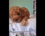 Pudle patuljaste i toy, prelepi štenci 